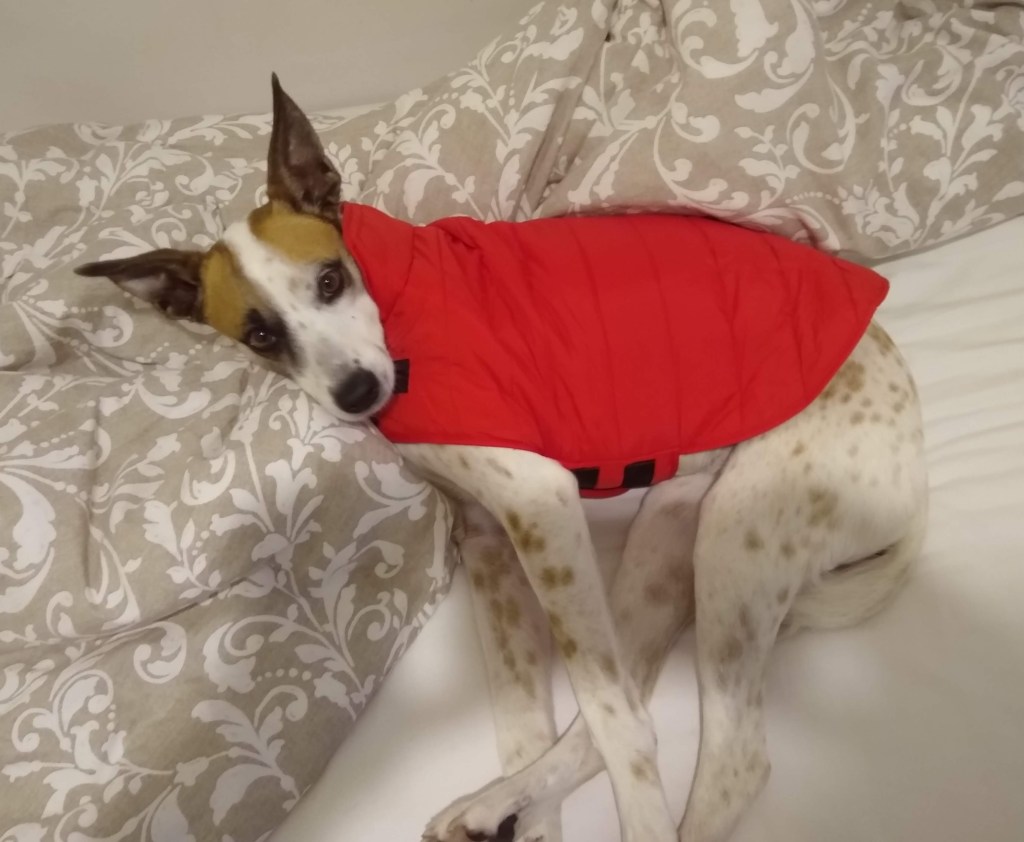 This image has an empty alt attribute; its file name is img_20211119_070527339.jpg